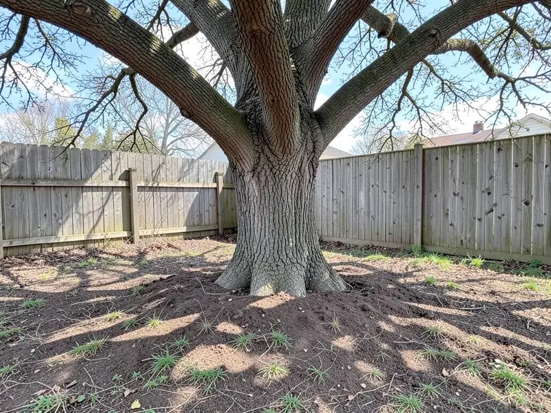 AI-generated example: a large tree in a backyard in front of a weathered wooden fence, with bare compacted dirt and thin grass around its base